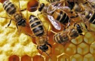 Ученые выяснили, что мёд является лучшим антибиотиком