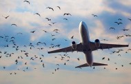 Учёные изобрели робоптиц, которые защищат аэропорты и поля от птиц