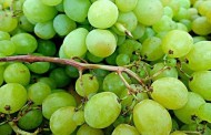 О полезных свойствах винограда