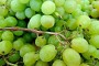 О полезных свойствах винограда